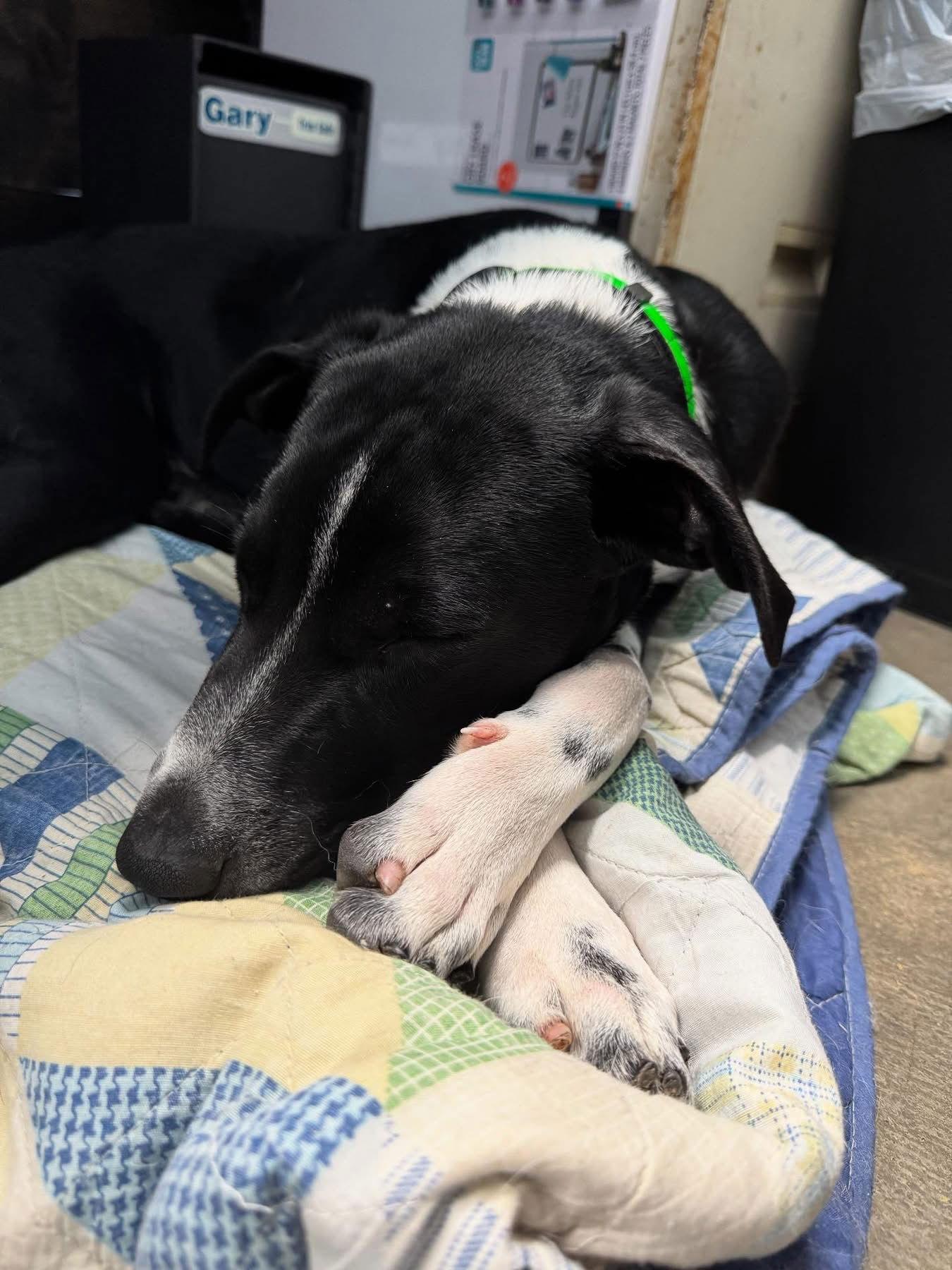 Moon Pie, a Adopted German Shorthaired Pointer in Merriam, KS image 3/3
