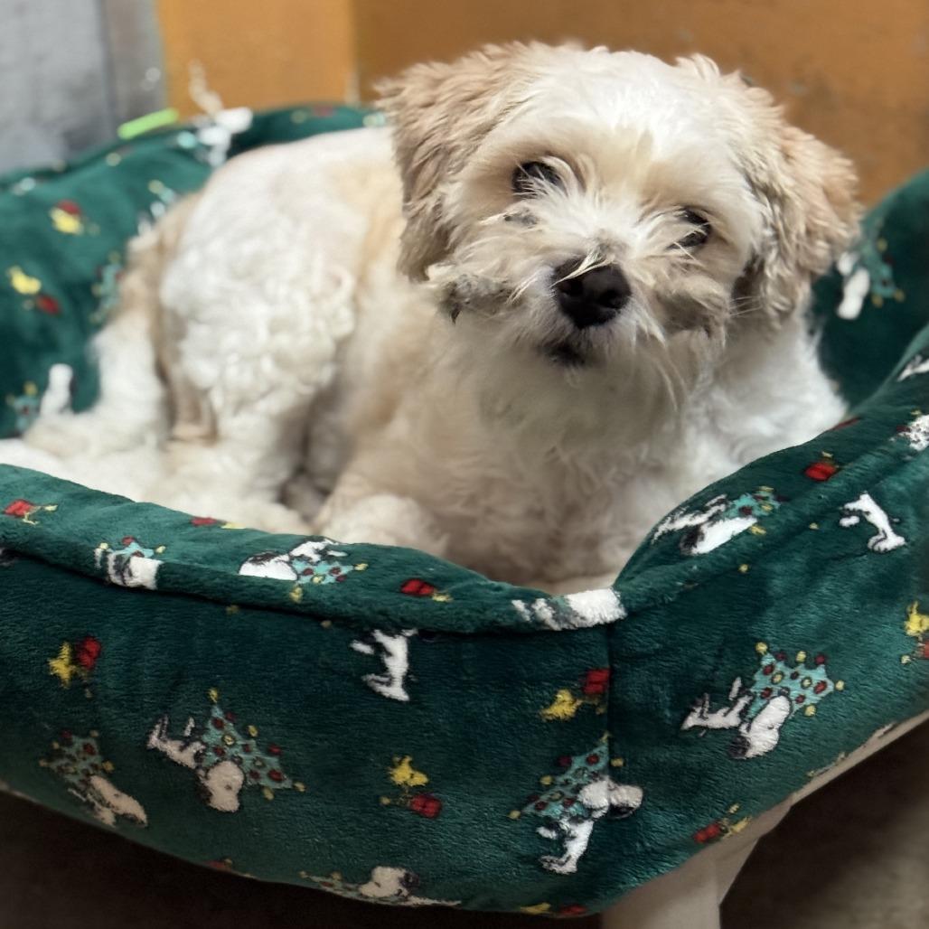 Enlarge Alfredo, a Adoptable mixed breed in Miami, FL image 1/6