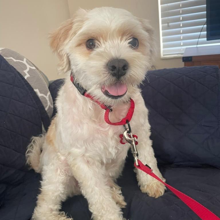 Alfredo, a Adoptable mixed breed in Miami, FL image 1/5