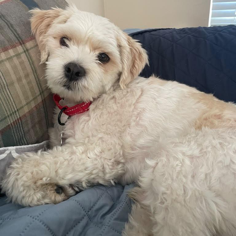 Alfredo, a Adoptable mixed breed in Miami, FL image 2/5