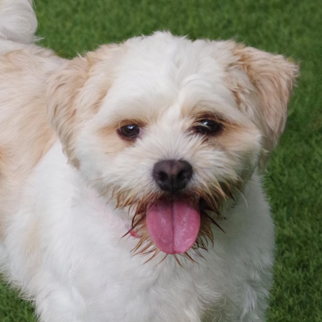 Alfredo, Adoptable, Adult Male Maltese & Lhasa Apso.
