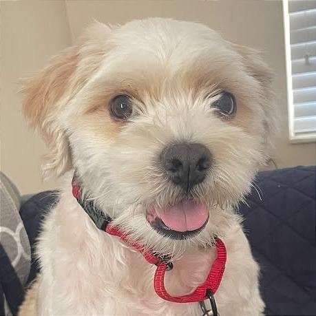 Alfredo, a Adoptable mixed breed in Miami, FL image 3/5