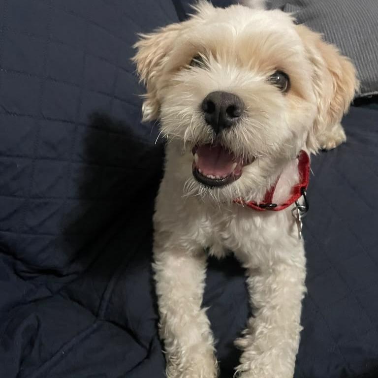 Alfredo, a Adoptable mixed breed in Miami, FL image 5/5