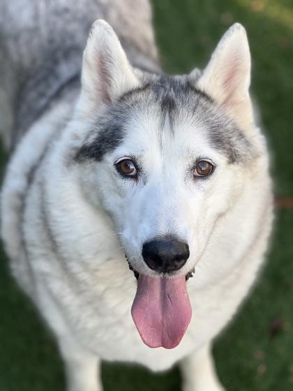 Miss Daisy, a Adoptable mixed breed in Sacramento, CA image 2/3