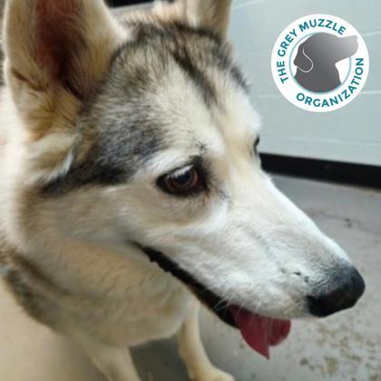 Miss Daisy, a Adoptable mixed breed in Sacramento, CA image 3/3