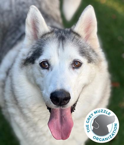 Miss Daisy, a Adoptable mixed breed in Sacramento, CA image 1/3