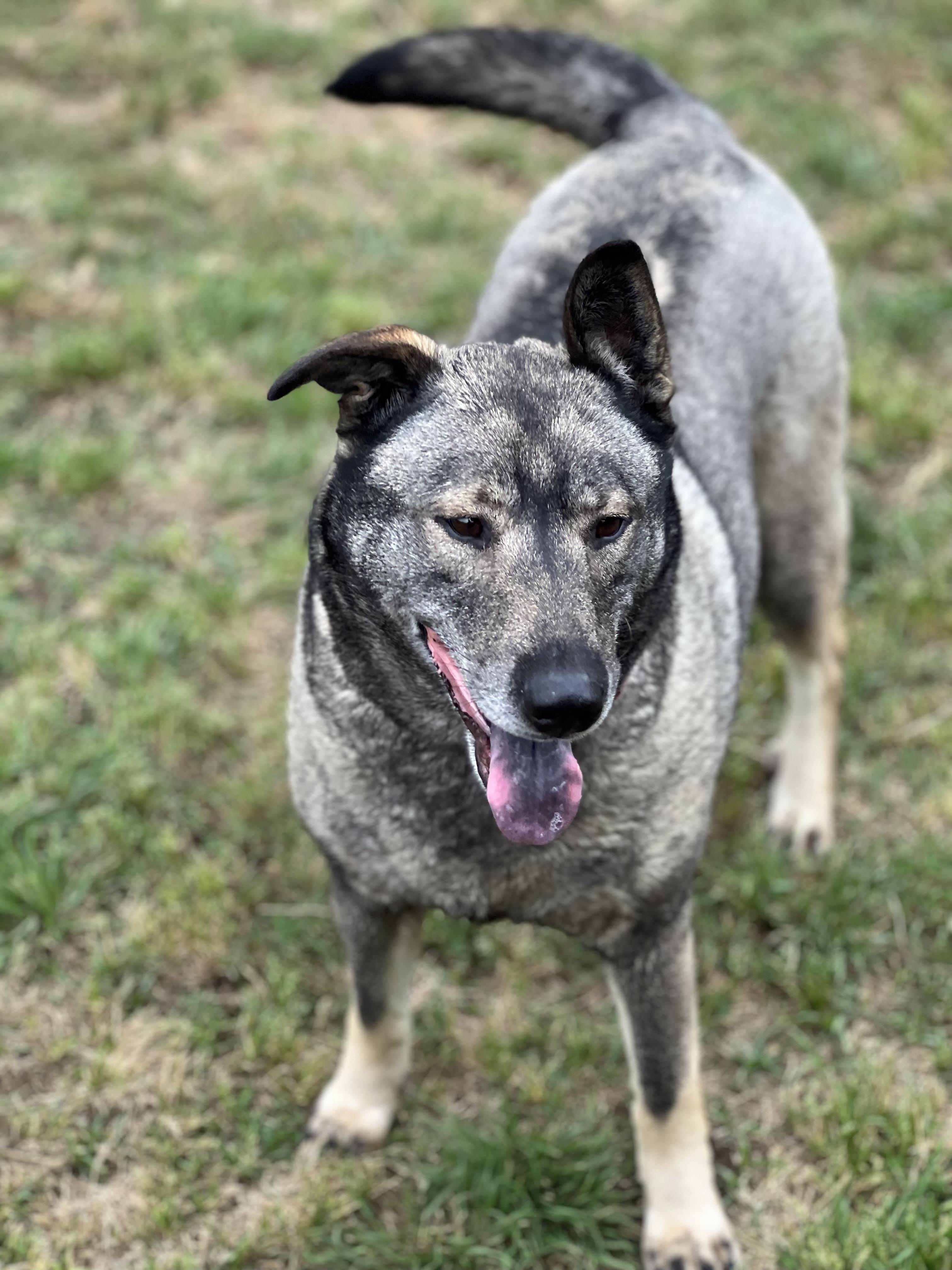 Freida- foster or adopt, a Adoptable Norwegian Elkhound in Wilsonville, OR image 2/3