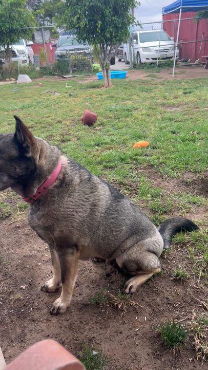 Enlarge Freida- foster or adopt, a Adoptable Norwegian Elkhound in Wilsonville, OR video 3/3