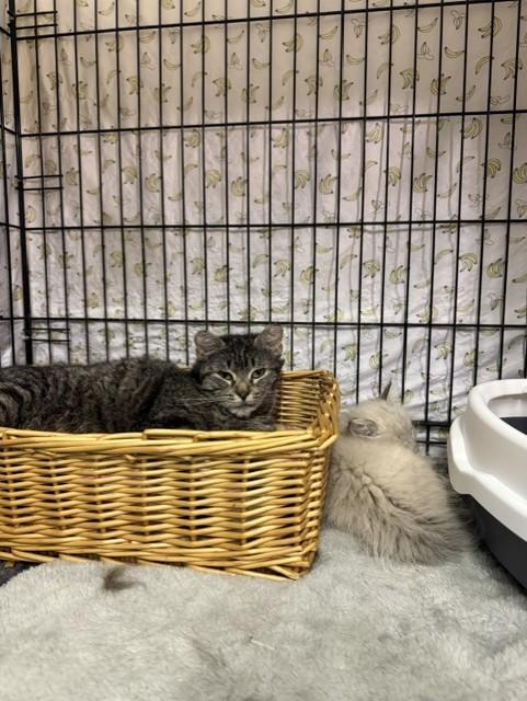 Enlarge Athena, a Adoptable Domestic Short Hair in Fredericton, NB image 2/6