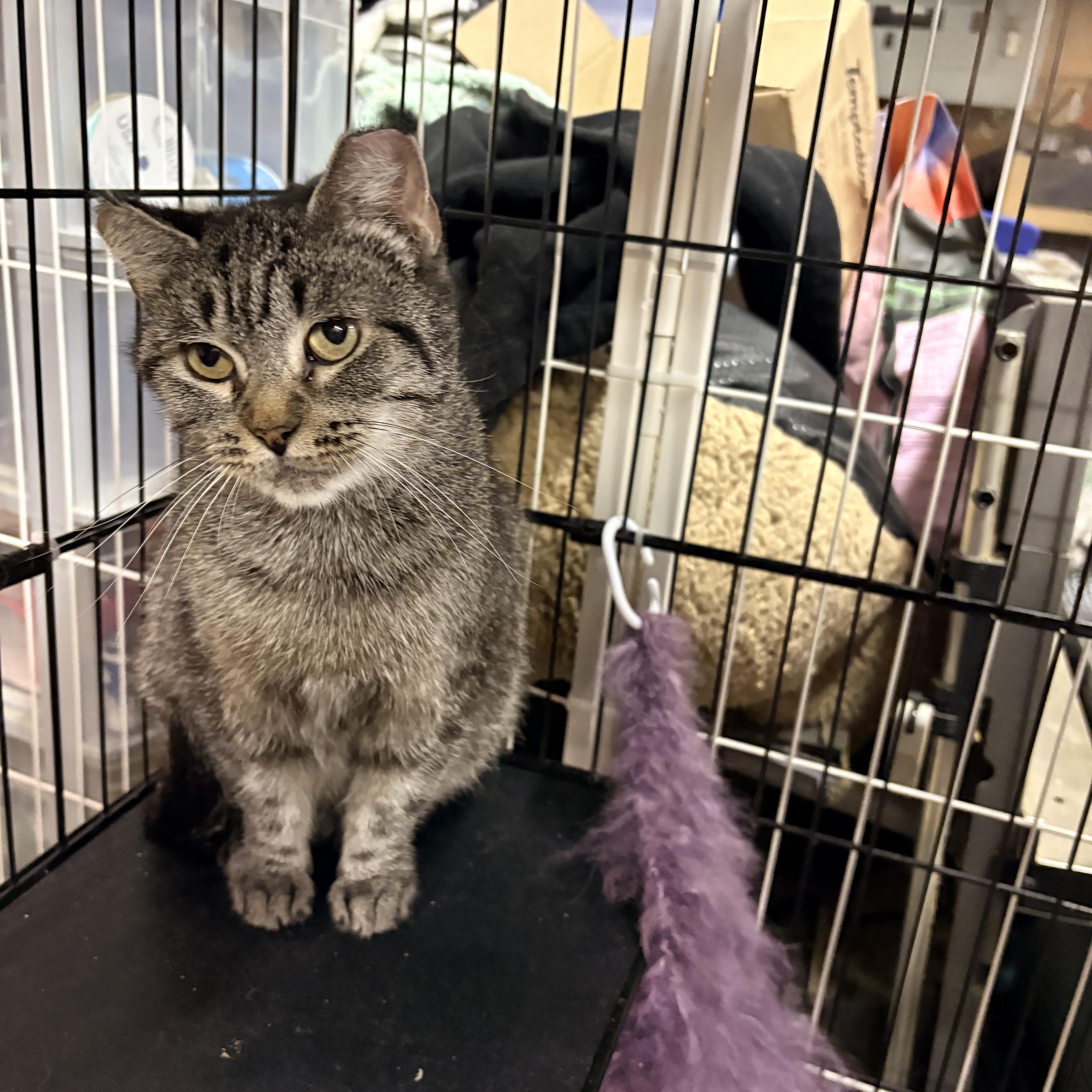 Athena, Adoptable, Adult Female Domestic Short Hair.