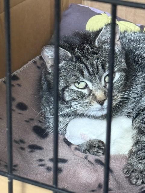 Enlarge Athena, a Adoptable Domestic Short Hair in Fredericton, NB image 3/6