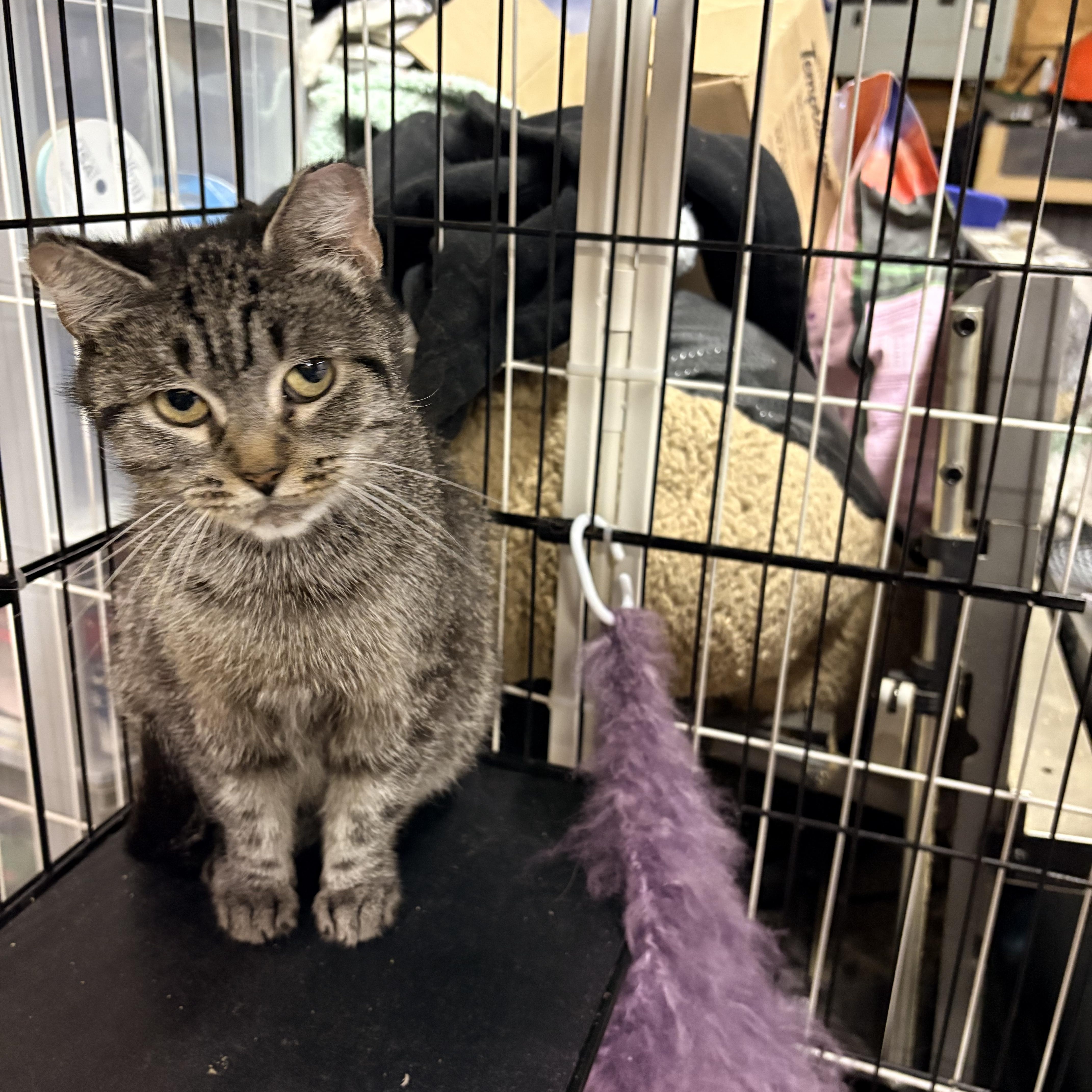 Enlarge Athena, a Adoptable Domestic Short Hair in Fredericton, NB image 4/6
