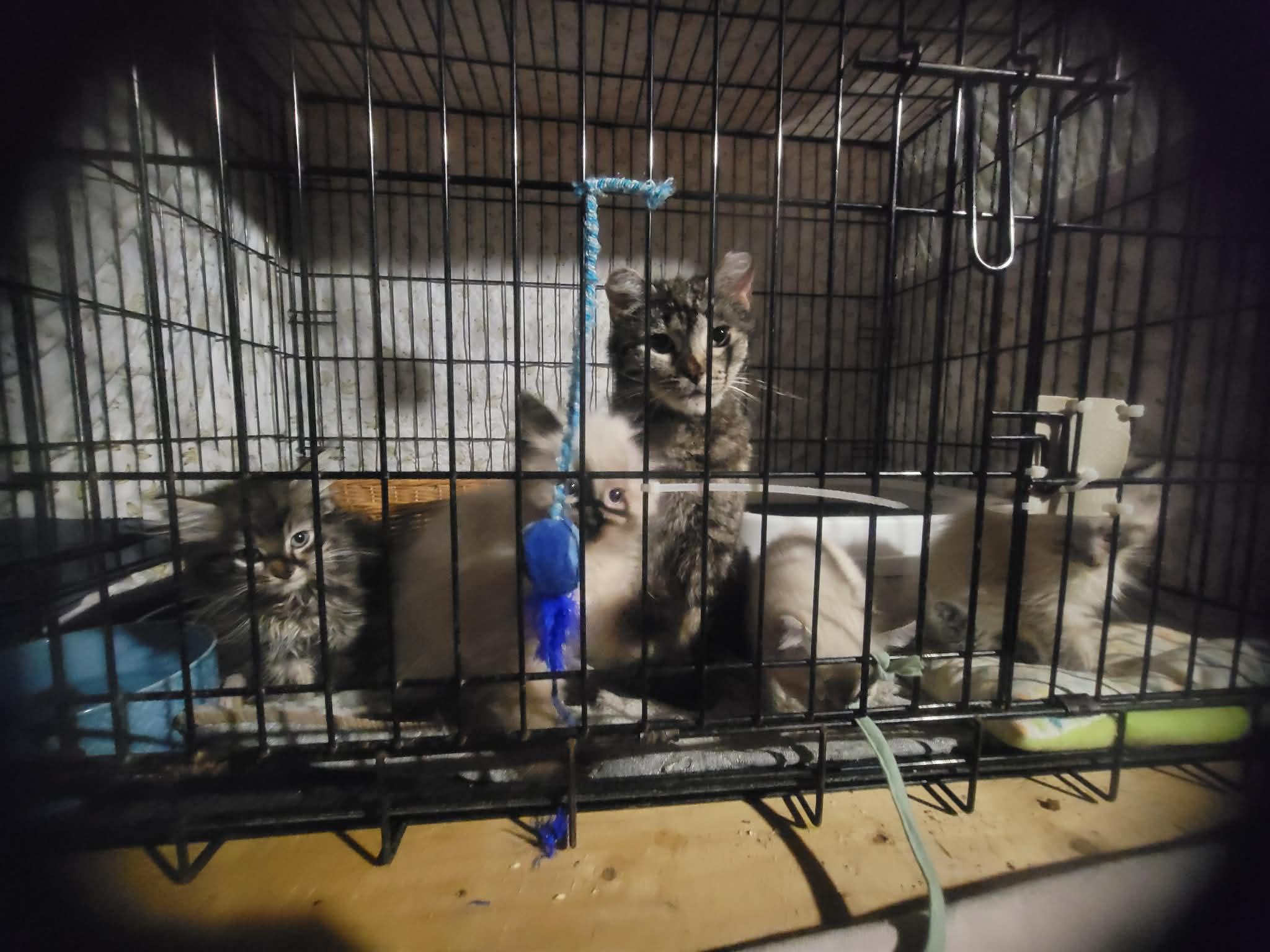 Enlarge Athena, a Adoptable Domestic Short Hair in Fredericton, NB image 5/6