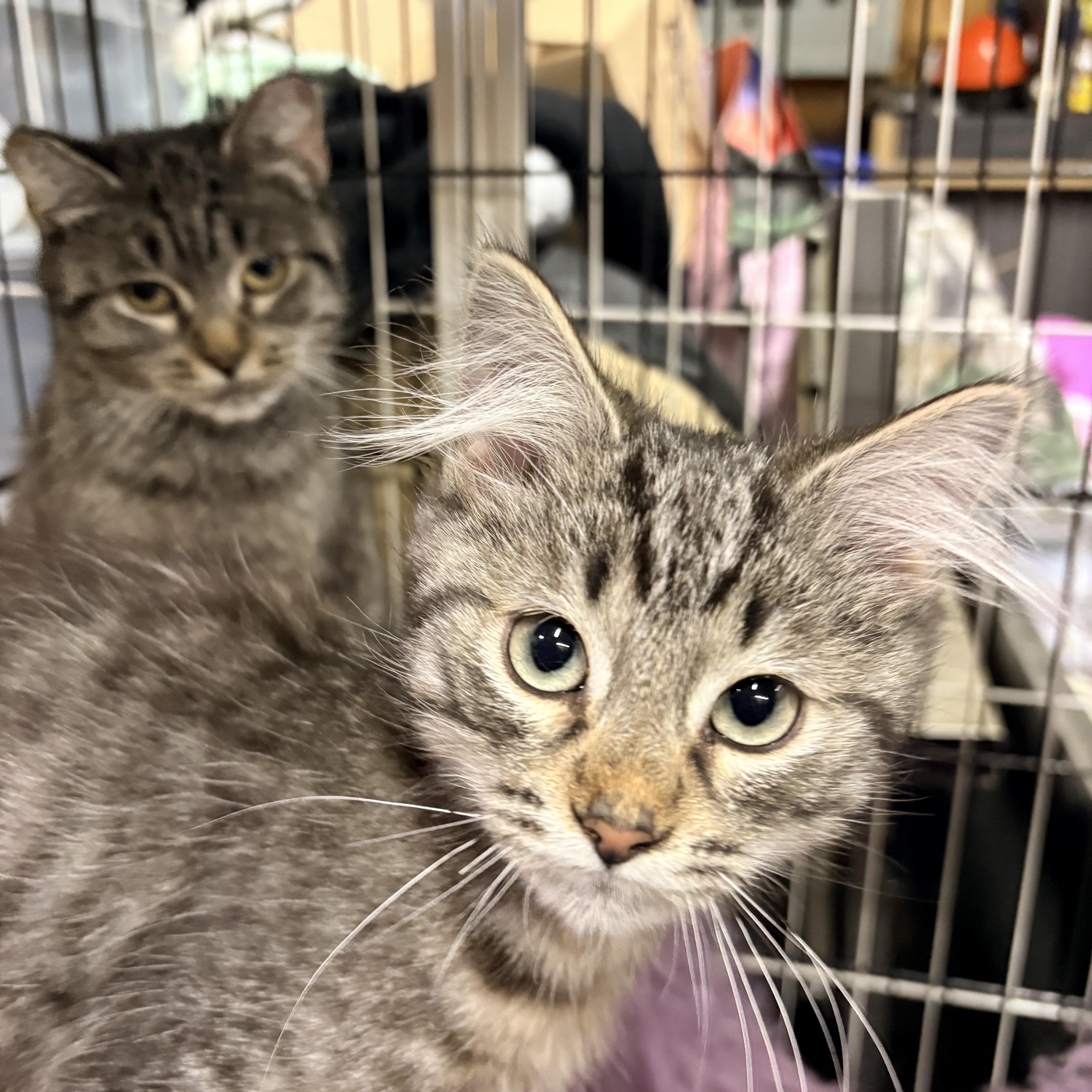 Enlarge Athena, a Adoptable Domestic Short Hair in Fredericton, NB image 6/6