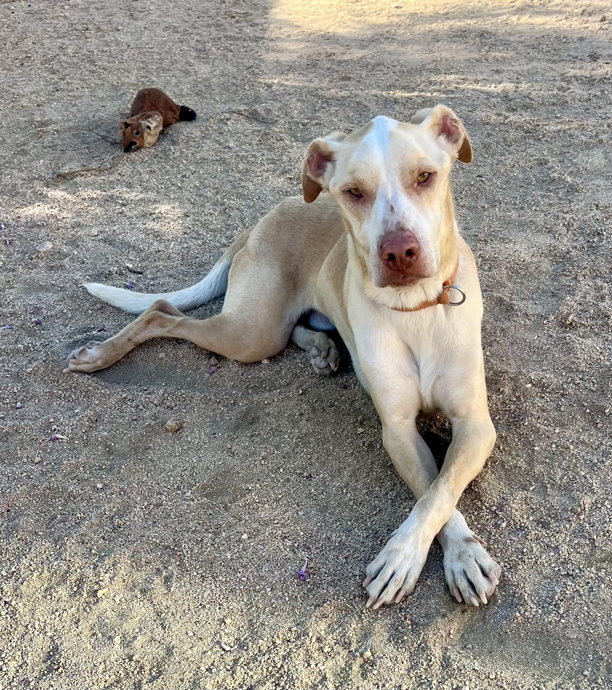 Enlarge Bisquit, a Adoptable mixed breed in Lancaster, CA image 6/6