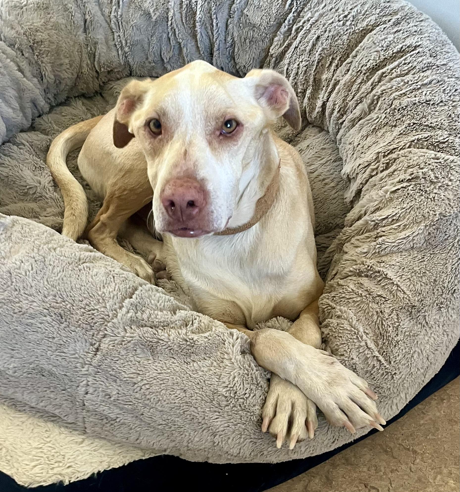 Enlarge Bisquit, a Adoptable mixed breed in Lancaster, CA image 3/6