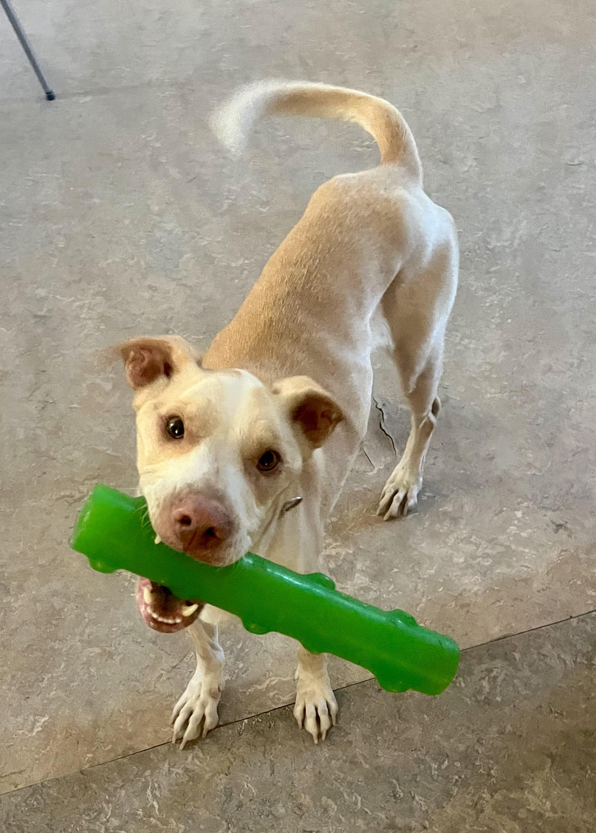 Bisquit, Adoptable, Adult Male Whippet.