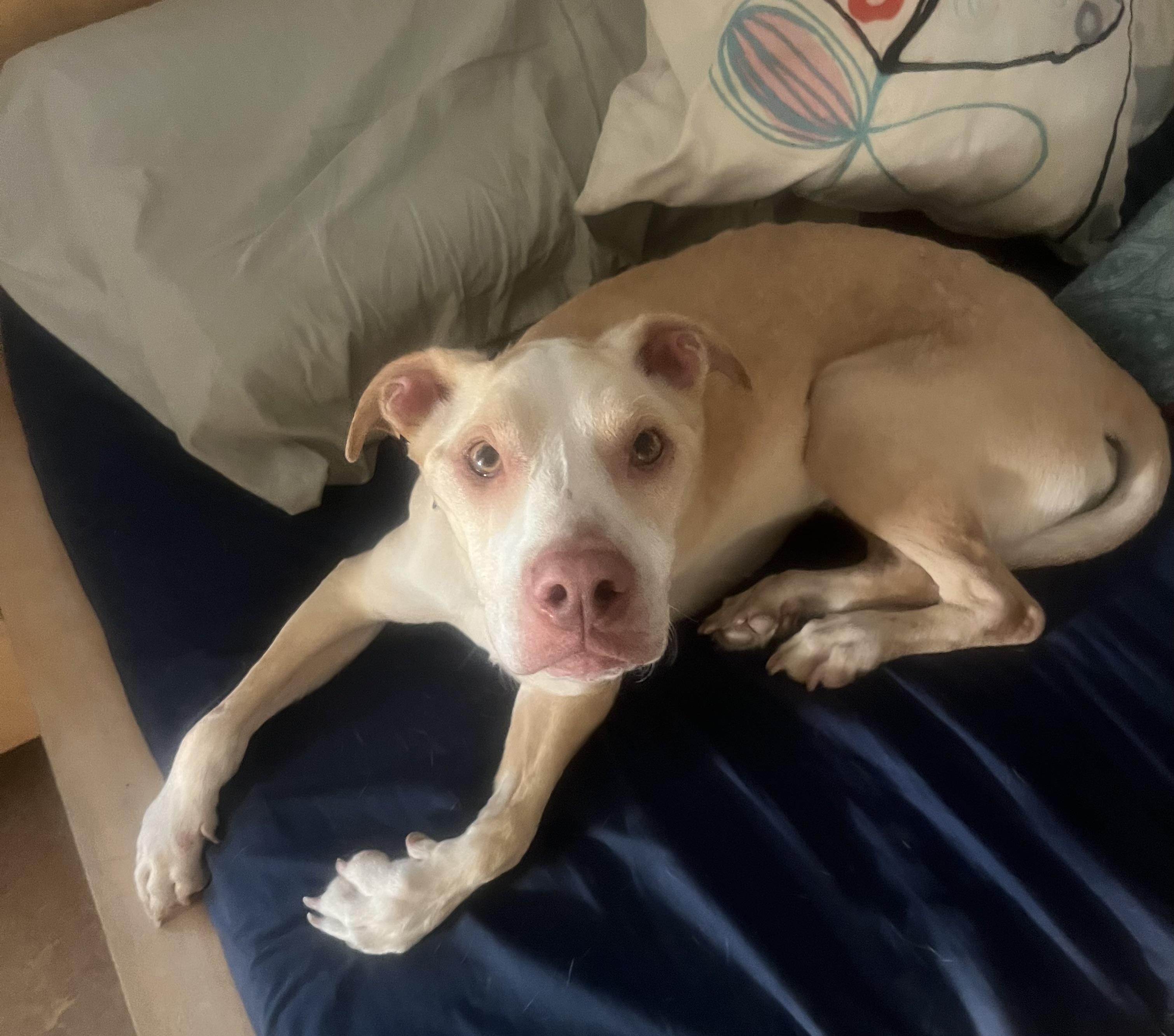 Enlarge Bisquit, a Adoptable mixed breed in Lancaster, CA image 4/6