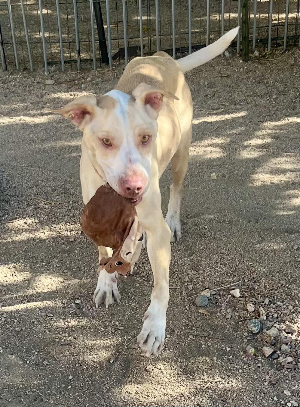 Enlarge Bisquit, a Adoptable mixed breed in Lancaster, CA image 5/6