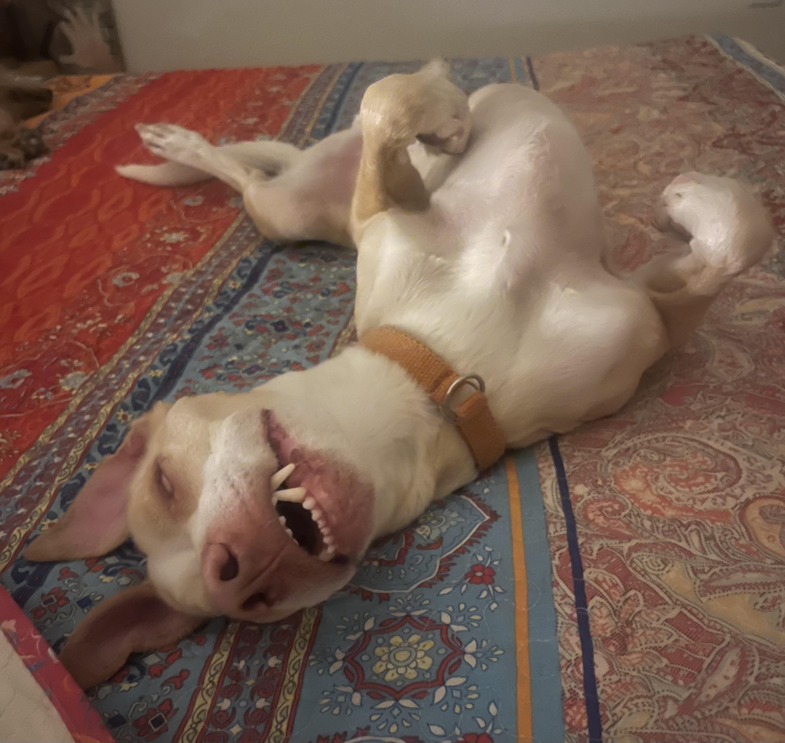 Enlarge Bisquit, a Adoptable mixed breed in Lancaster, CA image 2/6