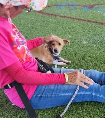 King, a Adoptable mixed breed in El Paso, TX image 5/6
