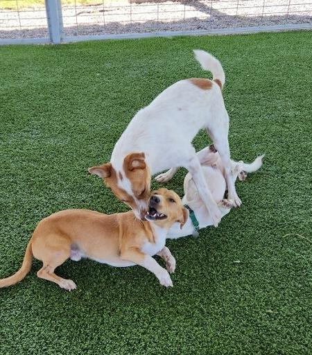 King, a Adoptable mixed breed in El Paso, TX image 6/6