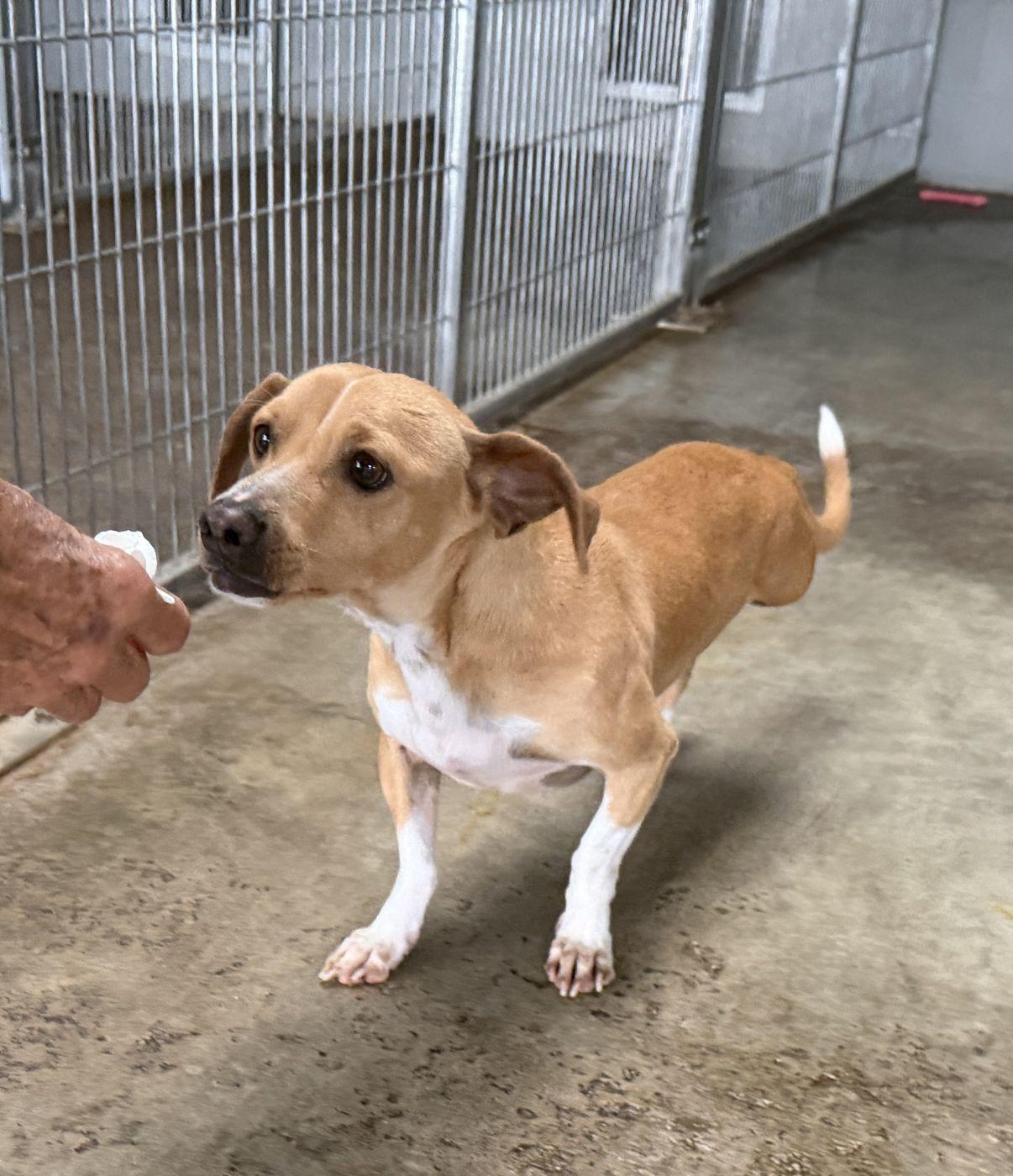 King, a Adoptable mixed breed in El Paso, TX image 3/6