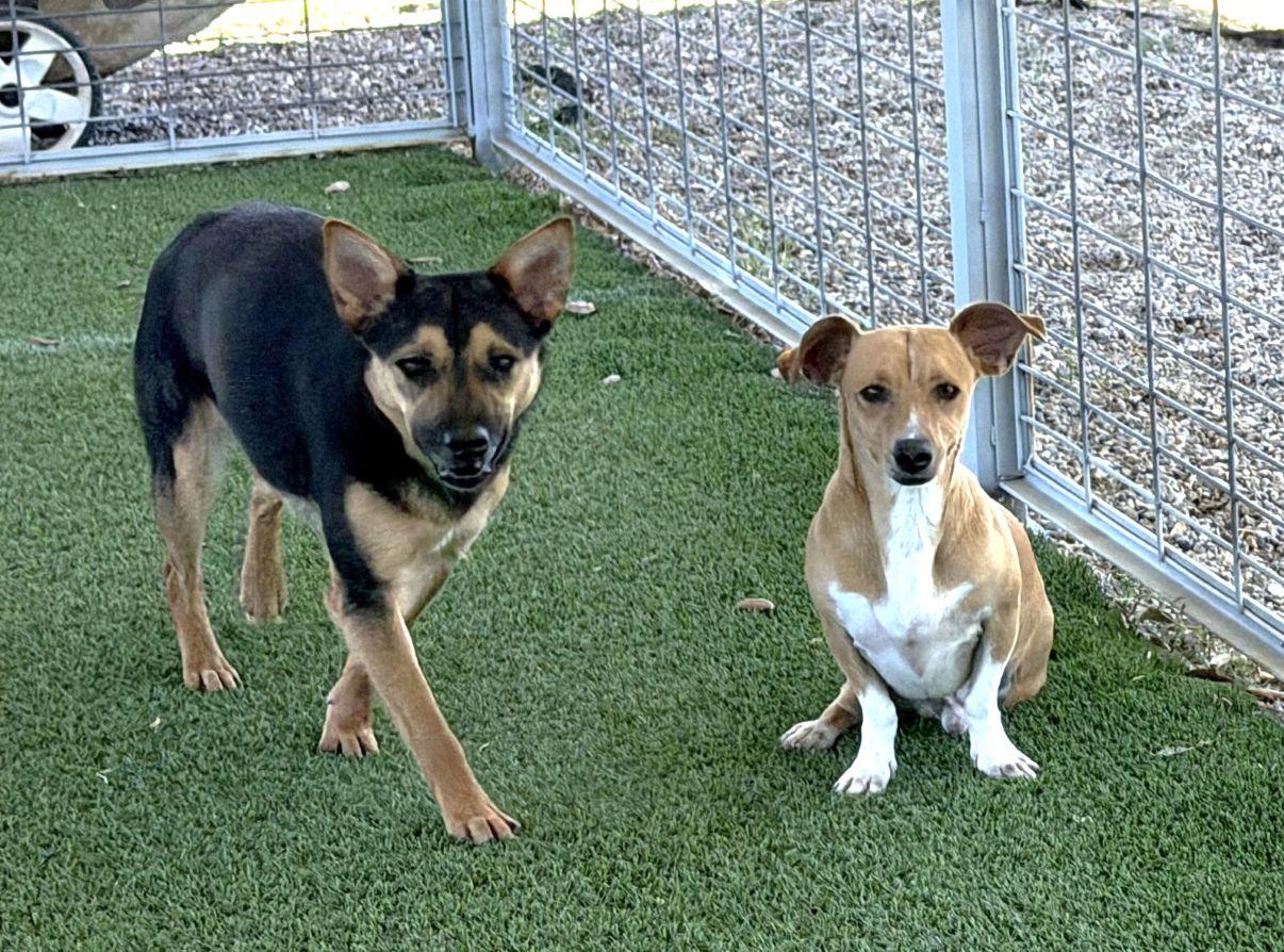 King, a Adoptable mixed breed in El Paso, TX image 2/6