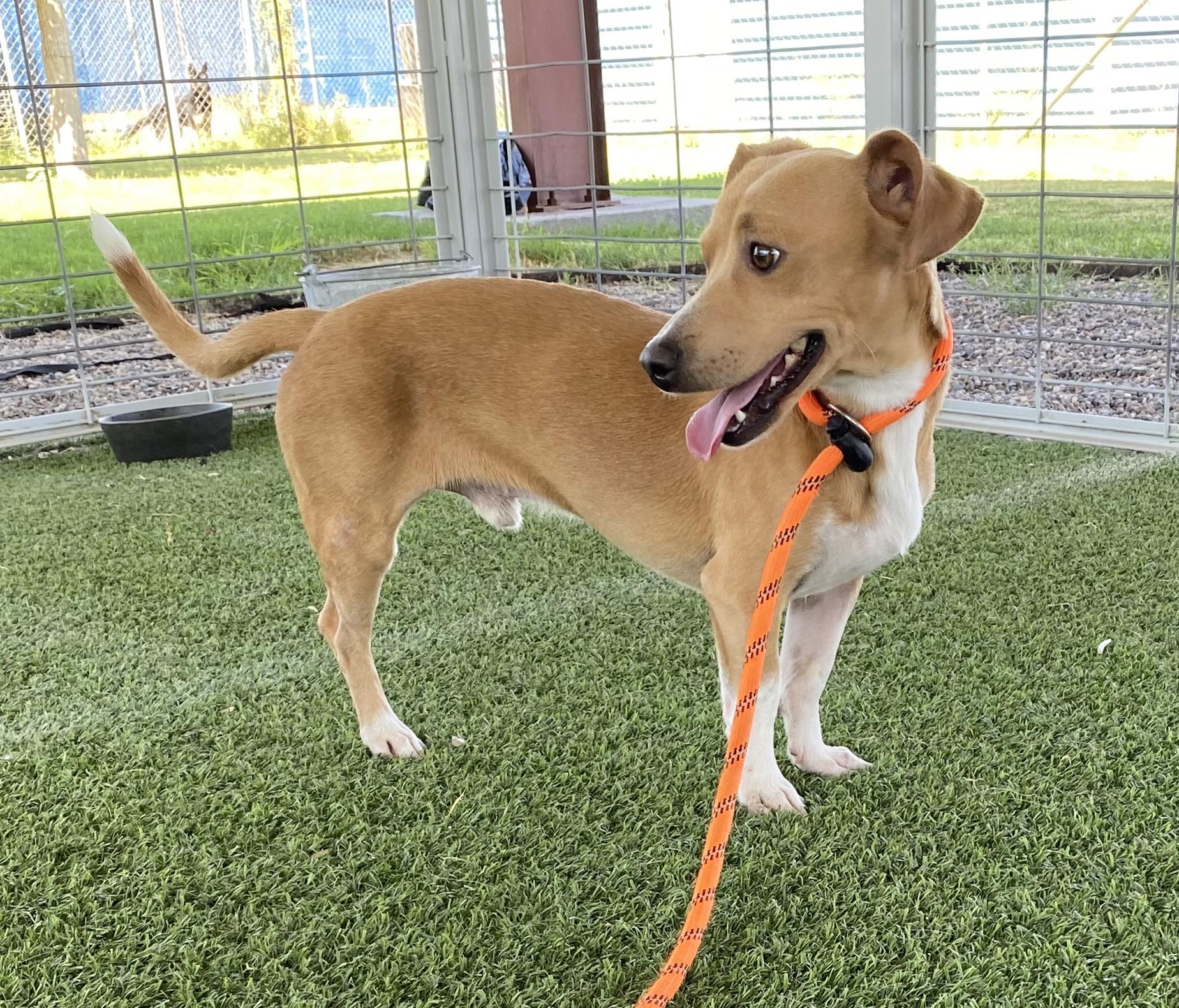 King, a Adoptable mixed breed in El Paso, TX image 4/6