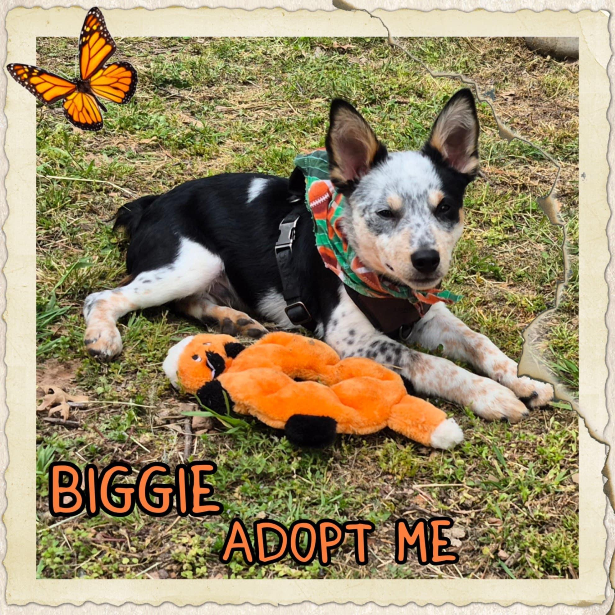 Enlarge Biggie, a Adopted Australian Cattle Dog / Blue Heeler image 1/5