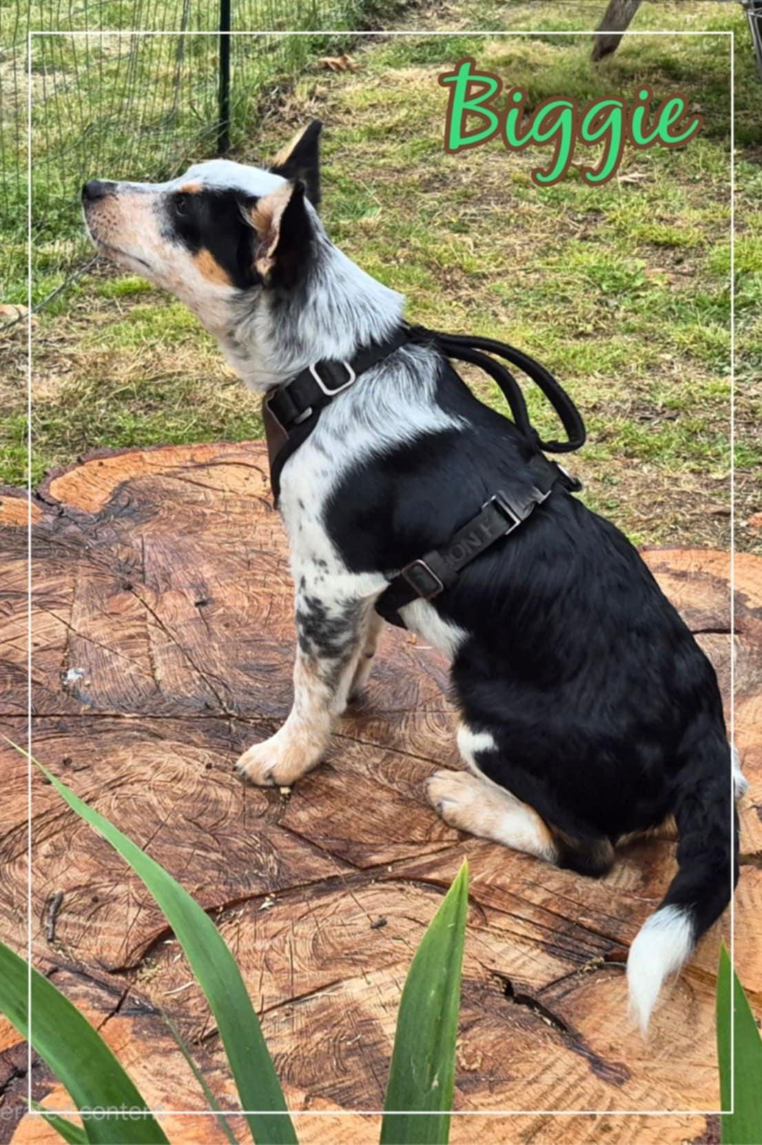 Enlarge Biggie, a Adopted Australian Cattle Dog / Blue Heeler image 3/5