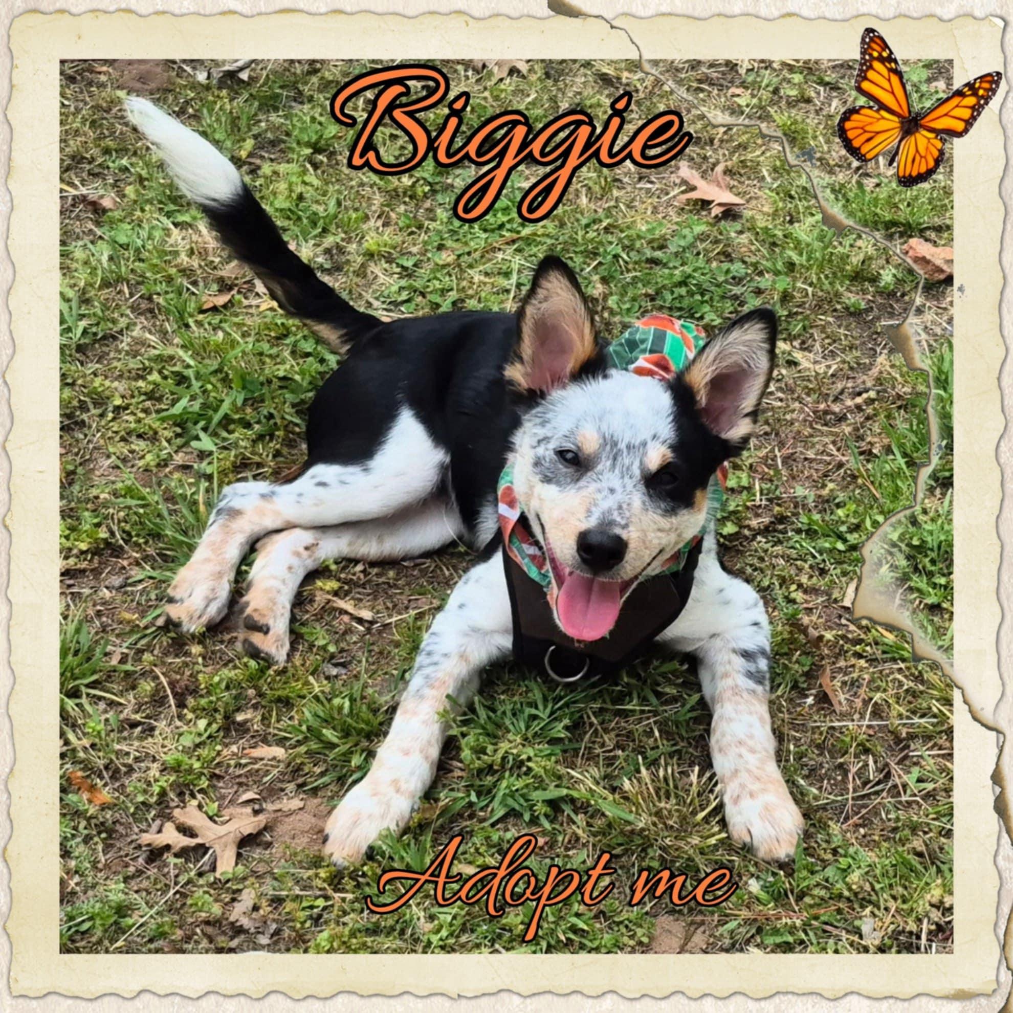 Enlarge Biggie, a Adopted Australian Cattle Dog / Blue Heeler image 4/5