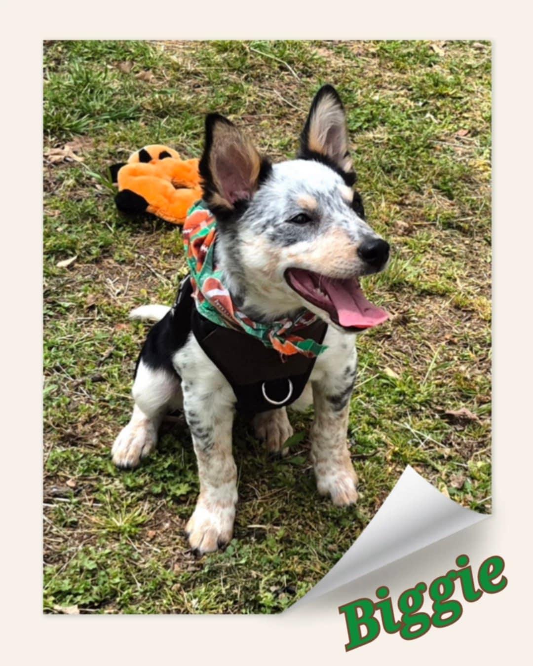 Enlarge Biggie, a Adopted Australian Cattle Dog / Blue Heeler image 5/5