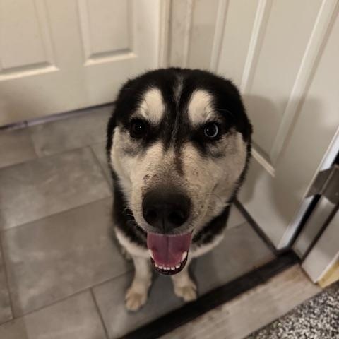 Enlarge Max (Austin), a Adoptable mixed breed in Austin, TX image 2/6