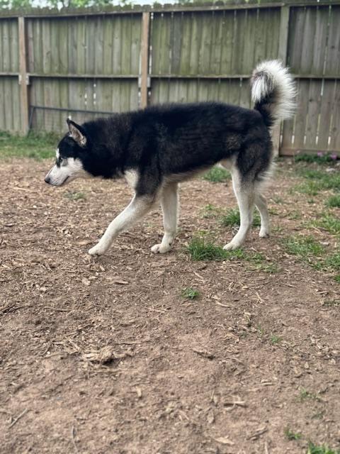 Enlarge Max (Austin), a Adoptable mixed breed in Austin, TX image 6/6