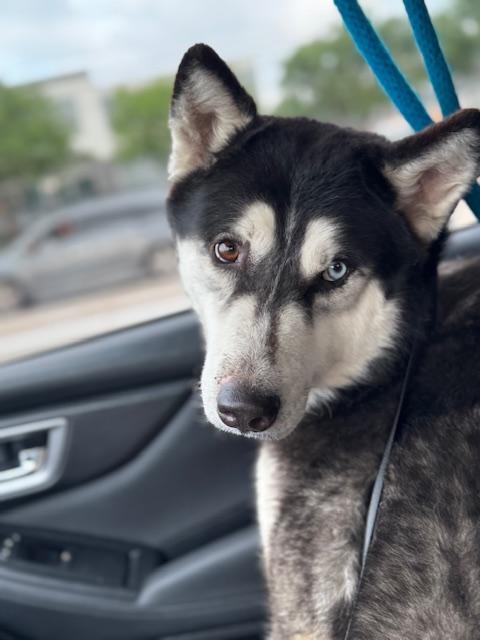Max (Austin), Adoptable, Adult Male Siberian Husky & Husky.