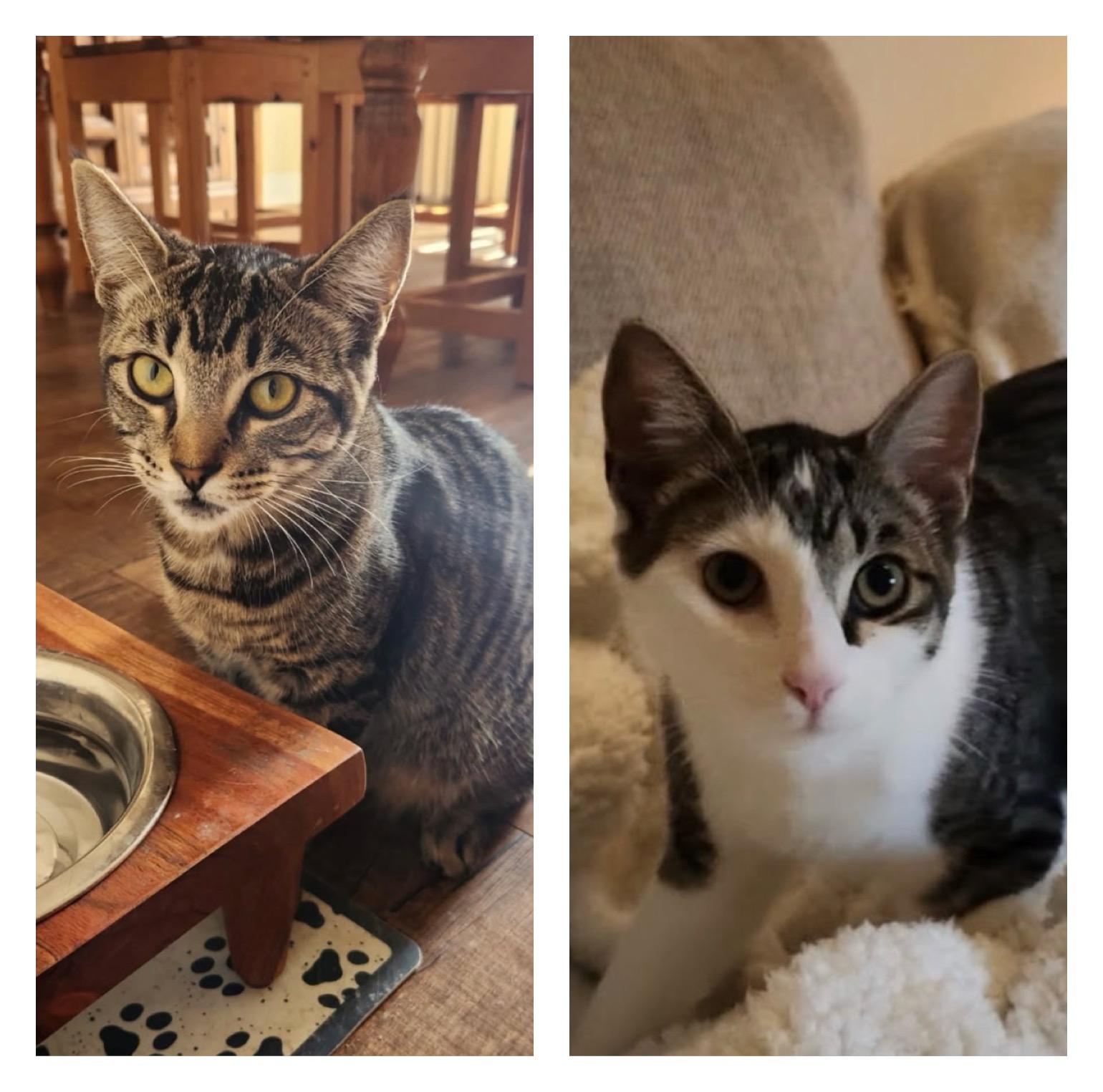 Bishee and Chica, Adoptable, Young Male Tabby.