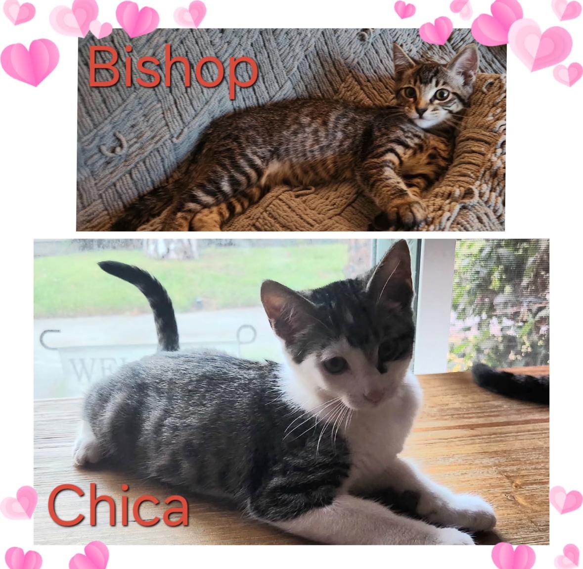 Bishee and Chica, a Adoptable Tabby in Huntington Beach, CA image 2/2