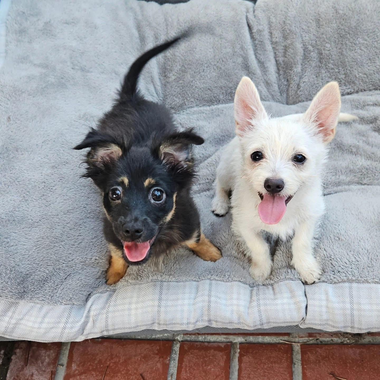 Enlarge Butter Bean and Chick Pea , an adopted mixed breed in Key West, FL image 1/1