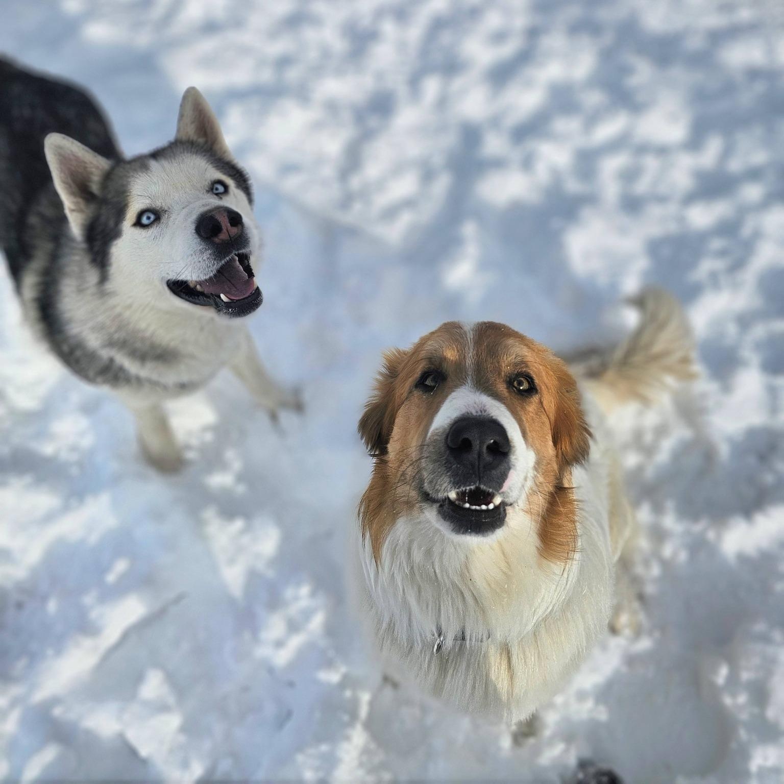 Enlarge Archie, a ADOPTABLE mixed breed in Bridgeport, CA image 2/2