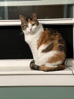 Luna, an adopted Calico in Morganton, NC image 1/4