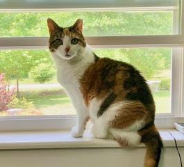 Luna, an adopted Calico in Morganton, NC image 3/4