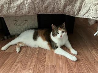 Luna, an adopted Calico in Morganton, NC image 4/4