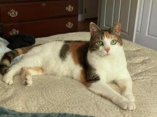 Luna, an adopted Calico in Morganton, NC image 2/4