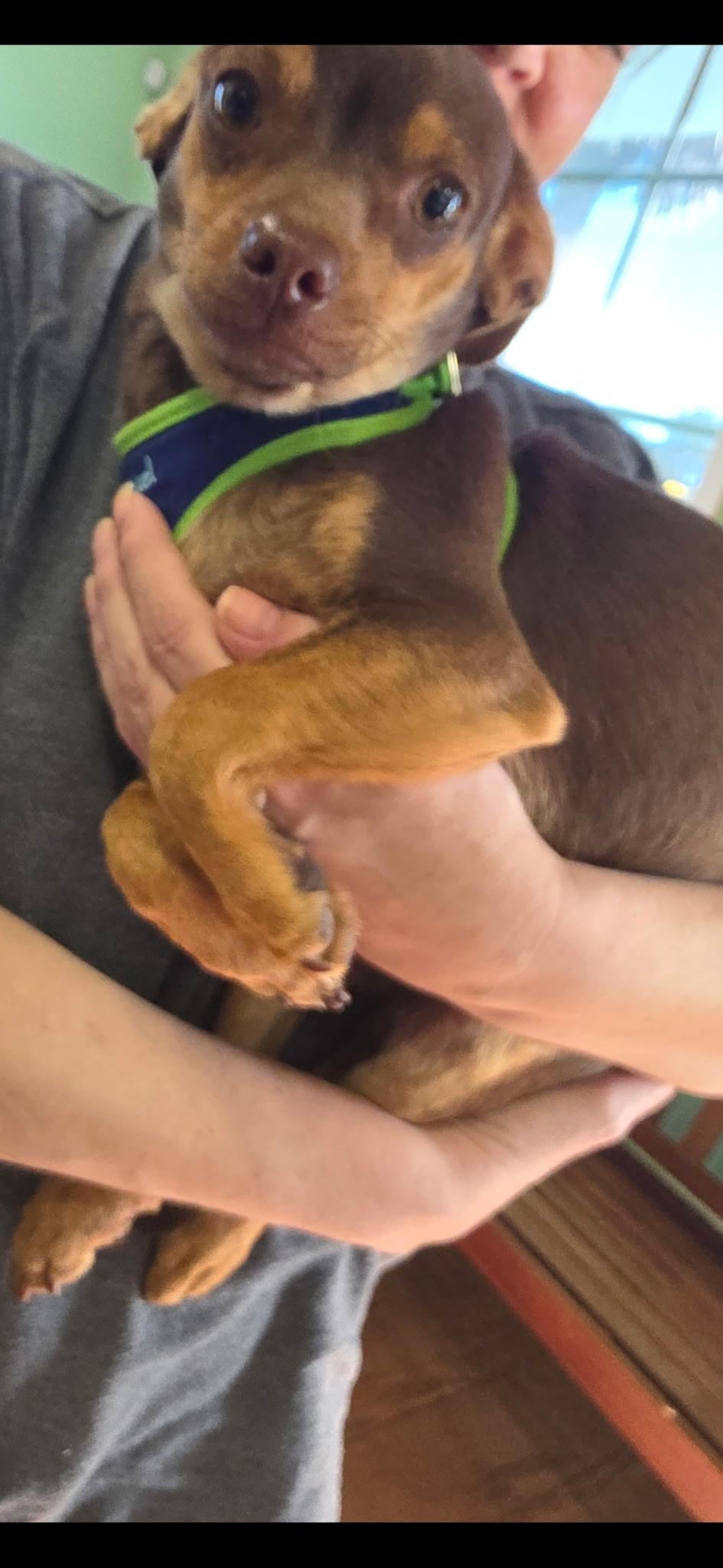 Teddy, a Adoptable mixed breed in Mary Esther, FL image 2/2