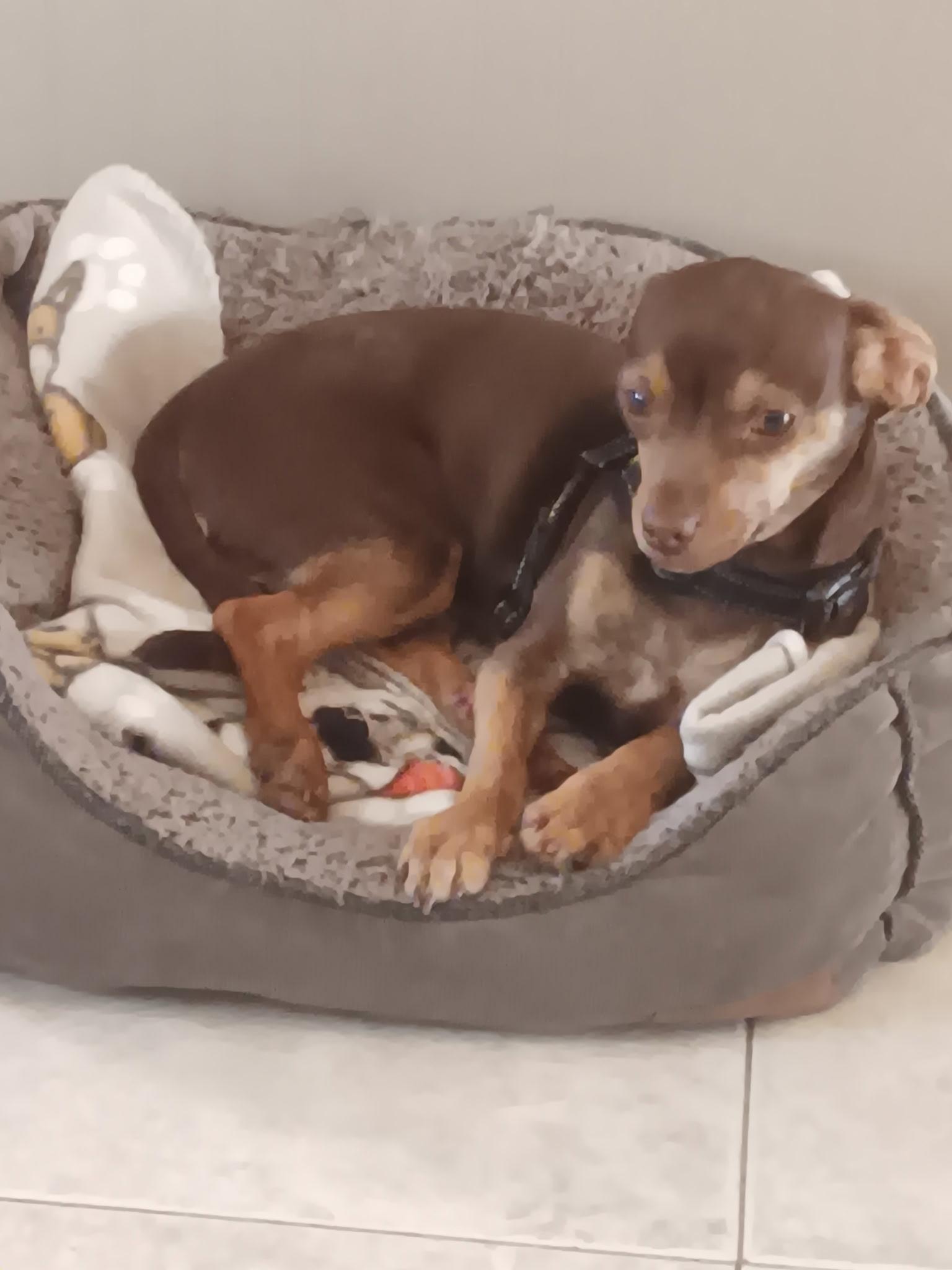 Teddy, a Adoptable mixed breed in Mary Esther, FL image 1/2