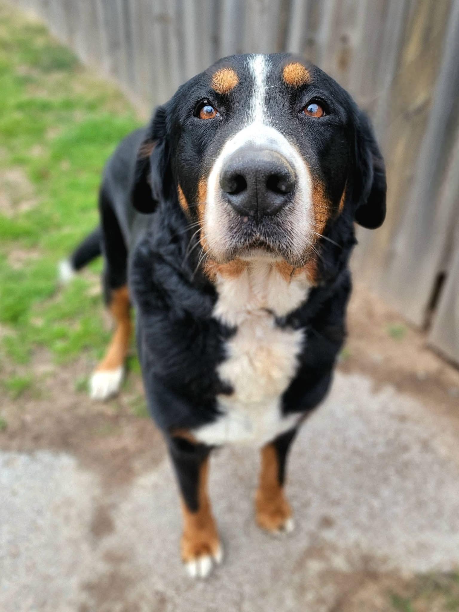 Whiskey , an adopted Greater Swiss Mountain Dog in Mendham, NJ image 5/5