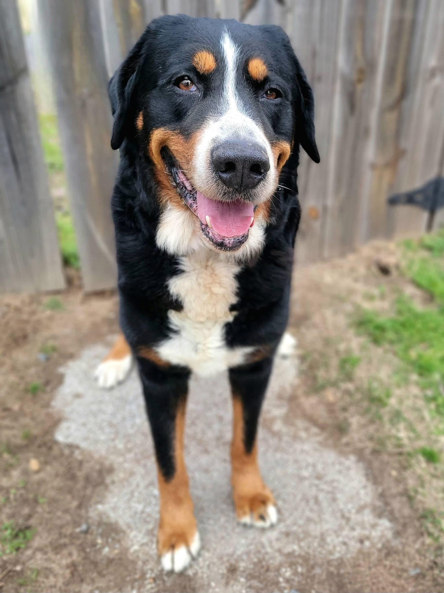 Whiskey , an adopted Greater Swiss Mountain Dog in Mendham, NJ image 2/5
