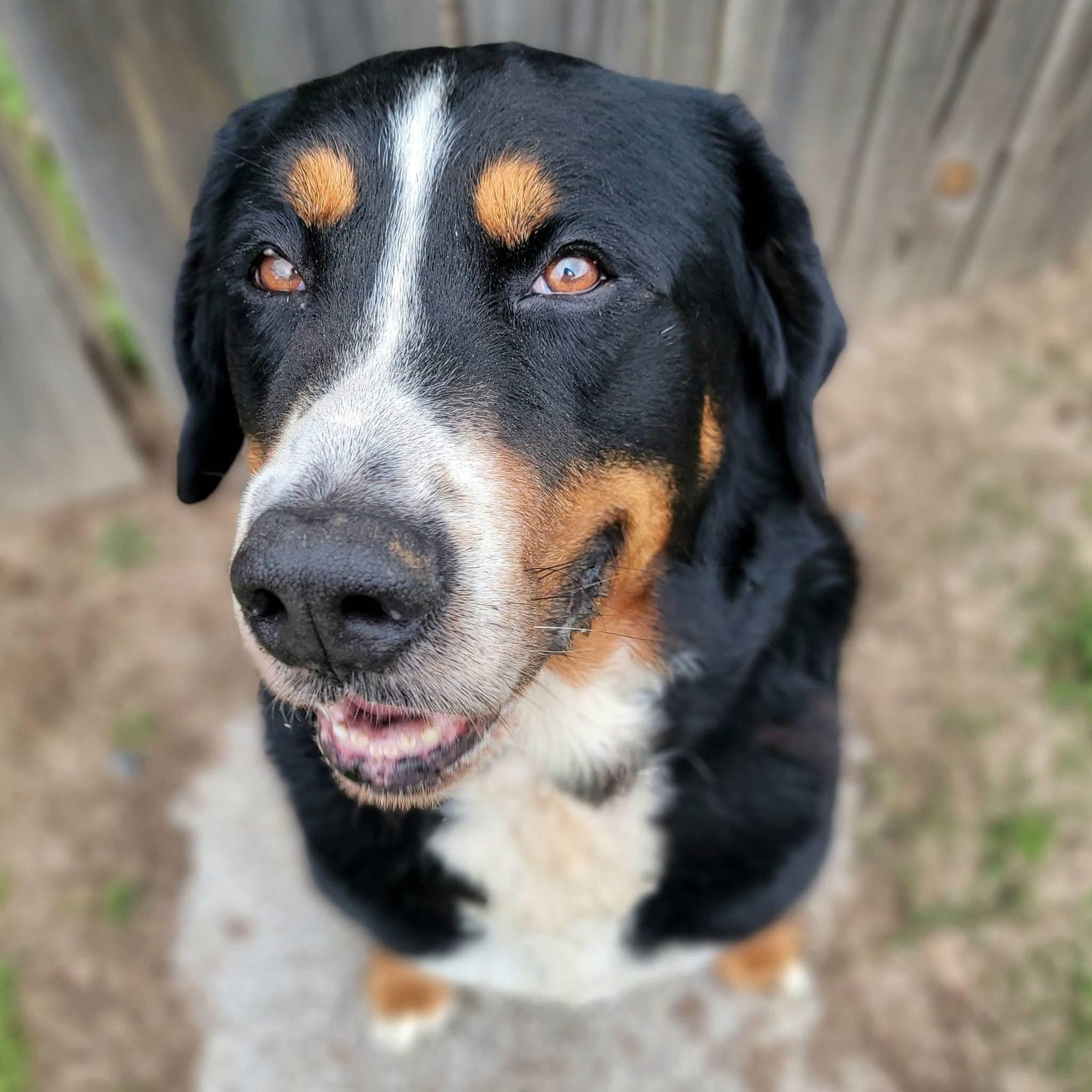 Whiskey , an adopted Greater Swiss Mountain Dog in Mendham, NJ image 1/5