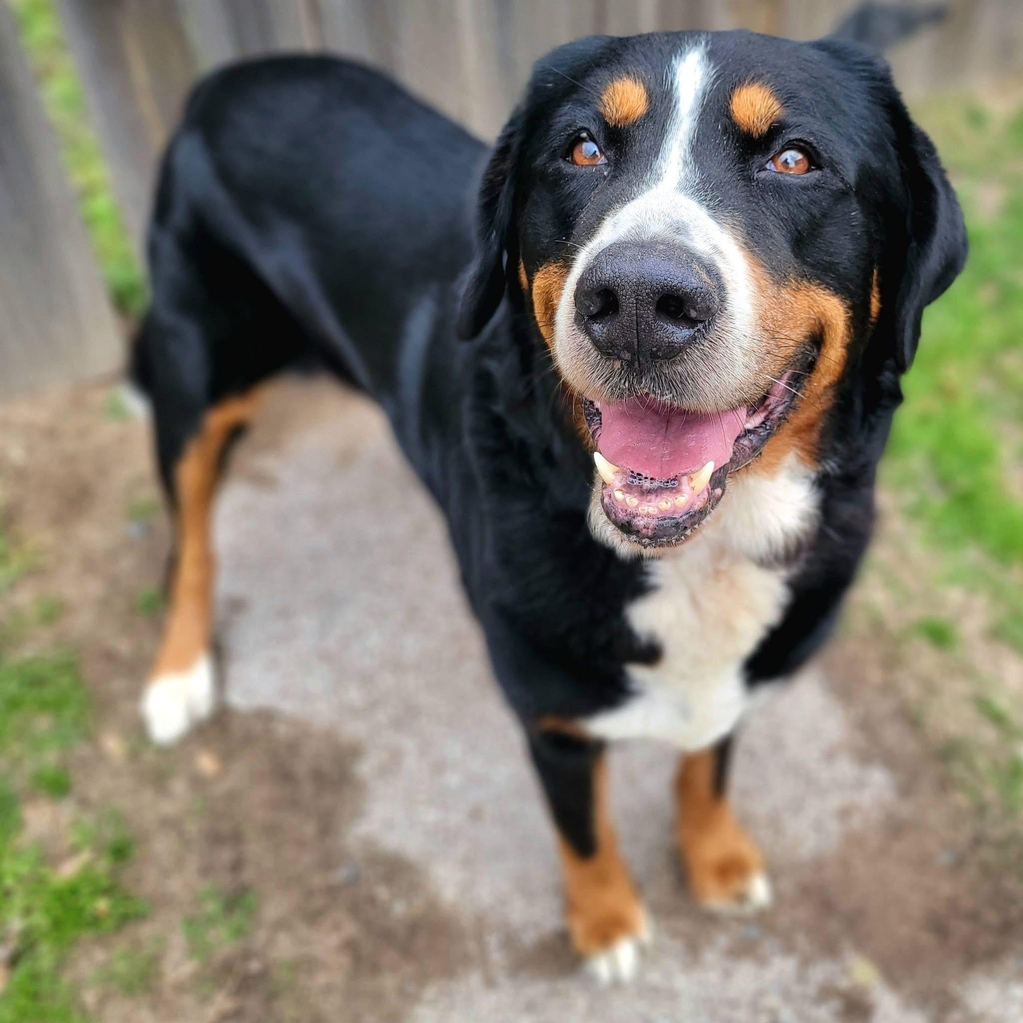 Whiskey , an adopted Greater Swiss Mountain Dog in Mendham, NJ image 4/5